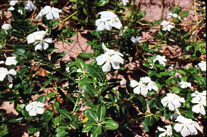 11 Catharanthus roseus - Madagascar periwinkle
