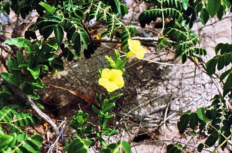 13 Urechites lutea - Wild Unction