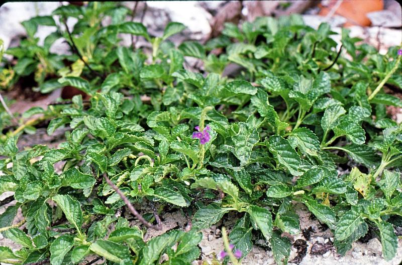 15 Stachytarpheta jamaicensis - Blue flower
