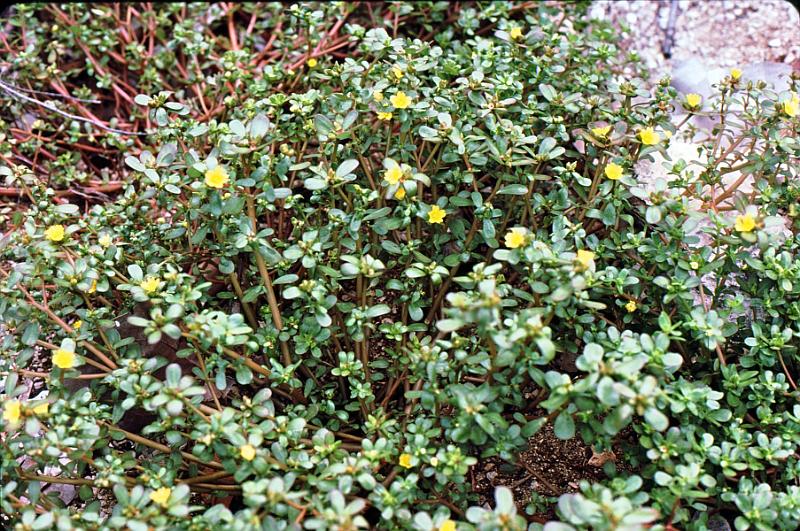 16 Portulaca oleracea - common purslane