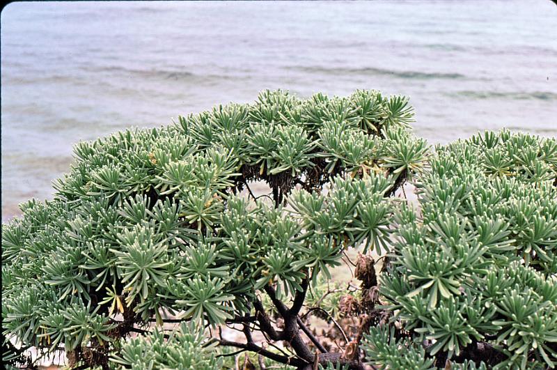 22-lavender Mallotonia gnaphalodes - Bay lavender
