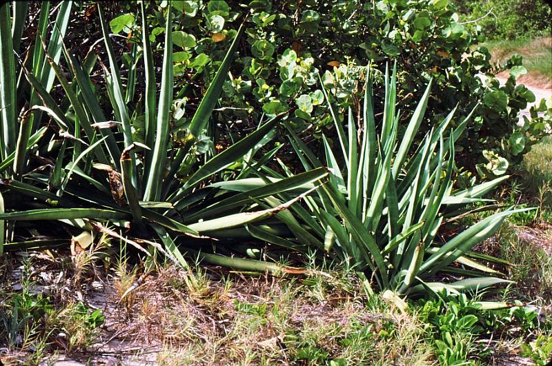 23 The fibers come from this type of plant.
