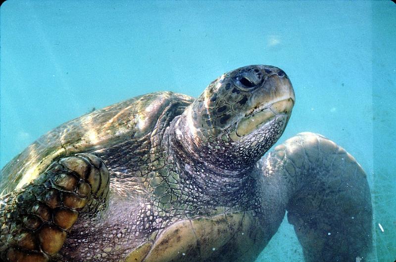 29-sea_turtle The breeding female.