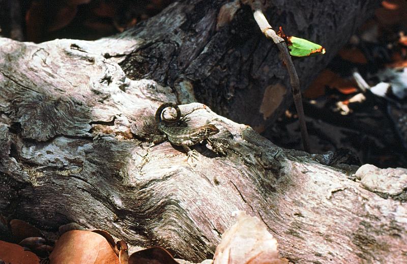 30-gecko Saw-scaled curlytail lizard, Leiocephalus carinatus