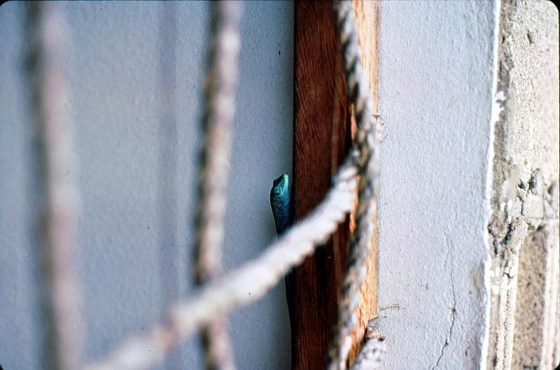 31-gecko Anole [genus Anolis]