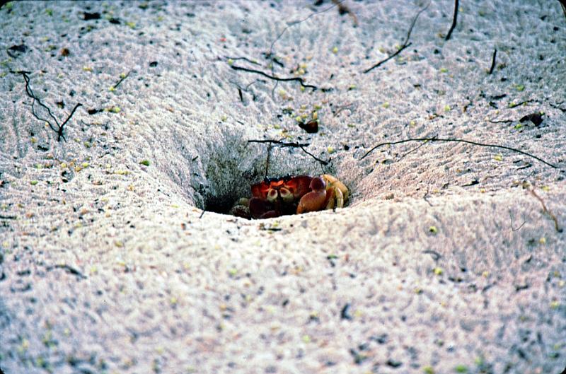 32-crab A fiddler crab on the beach.
