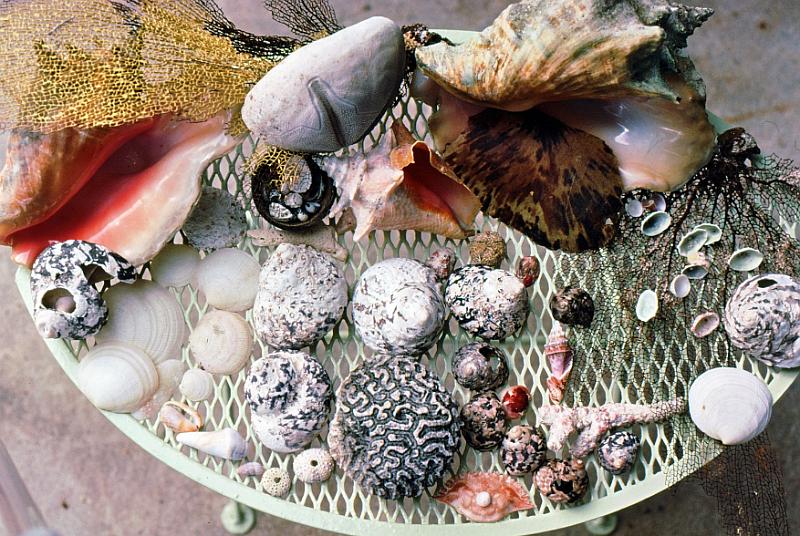 55-shells Our shell collection.