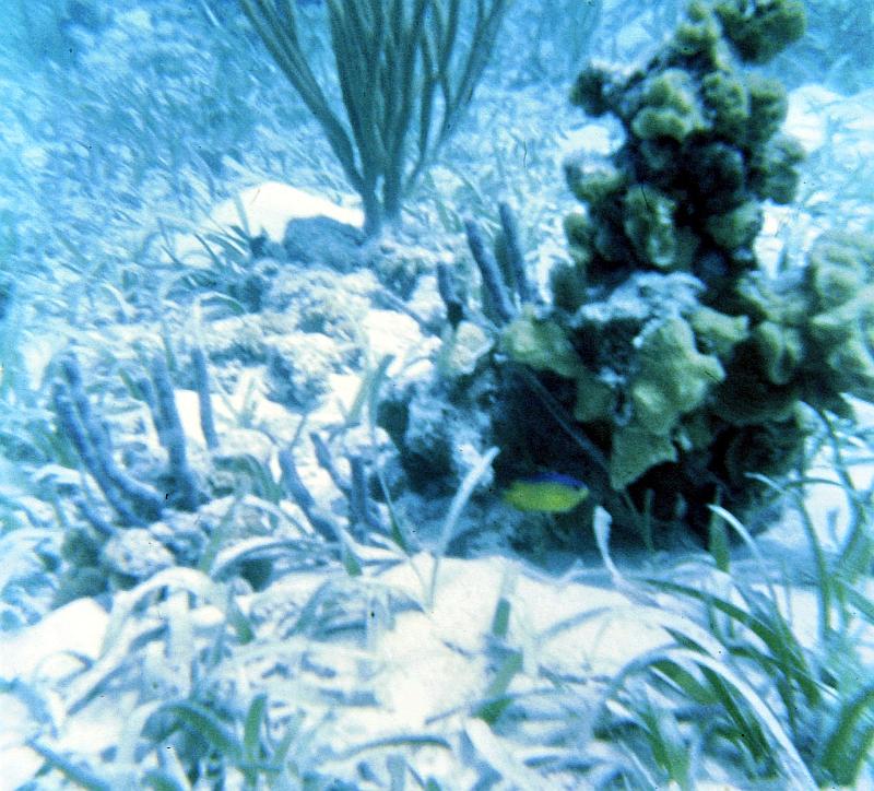 59-wrasse Wrasse (under the coral)