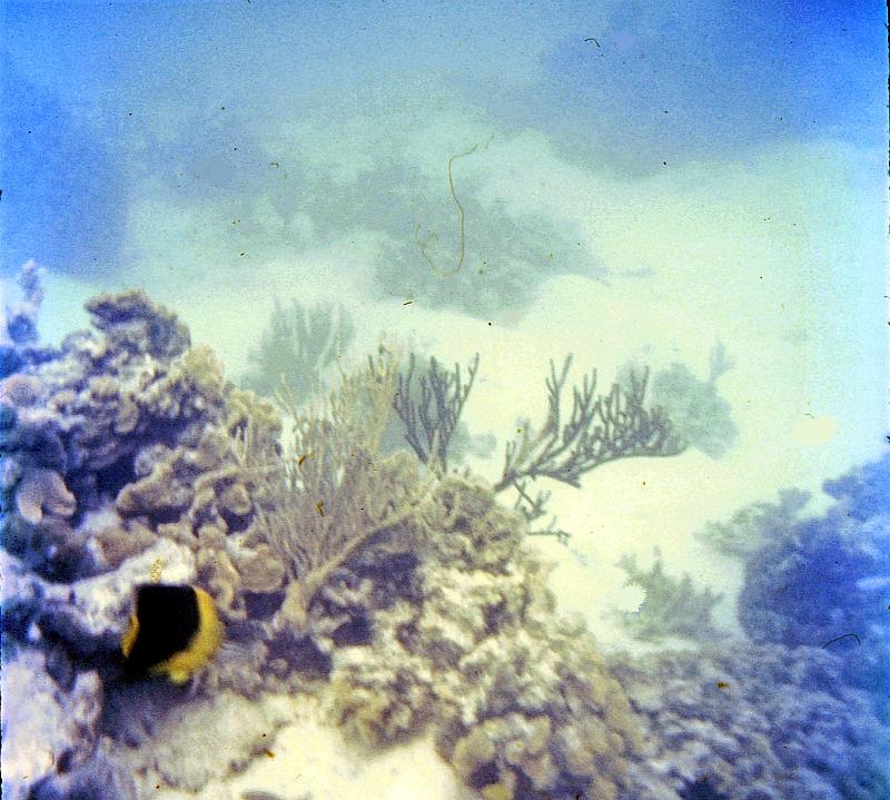 70-rock_beauty Rock beauty