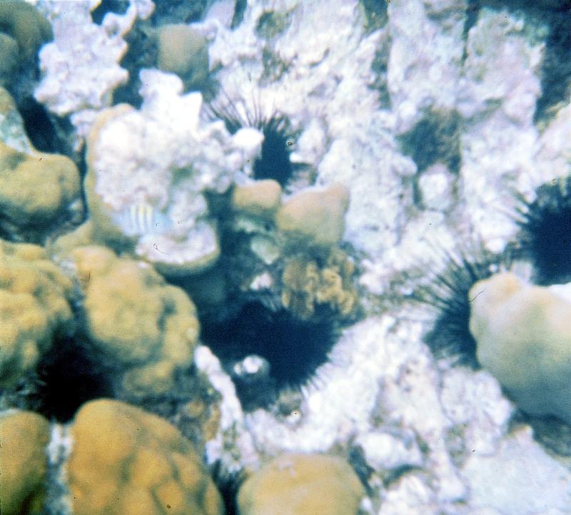 77-spiny_sea_urchins Spiny sea urchins