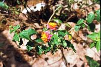 08-lantana Lantana