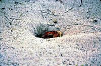 32-crab A crab on the beach.