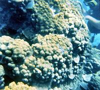 58-four_eye_butterfly_fish