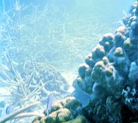 60-blue_tang