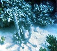 63-sponges
