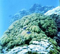 65-blue_tangs