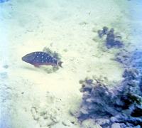 68-harlequin_parrotfish