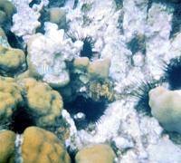 77-spiny_sea_urchins