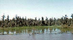 bayou Views on the Mississippi River