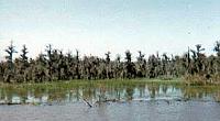 bayou Views on the Mississippi River