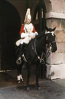 Horse_Guard_2