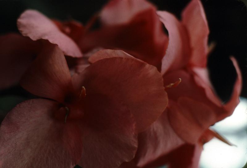 lg_10 Canna