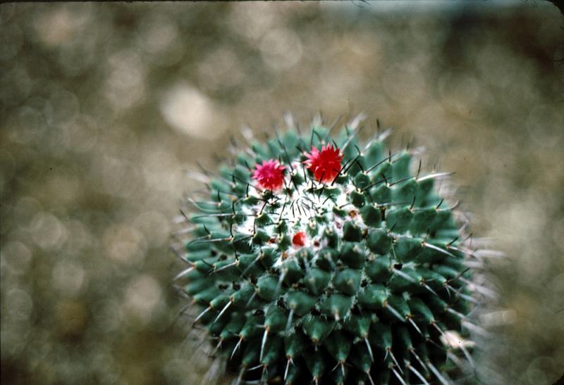 lg_17 Cacti