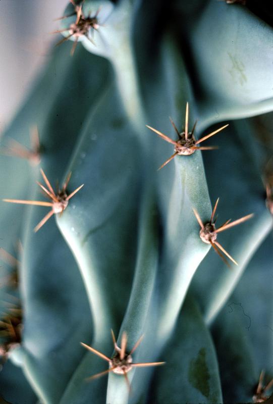 lg_23_cactus Cacti