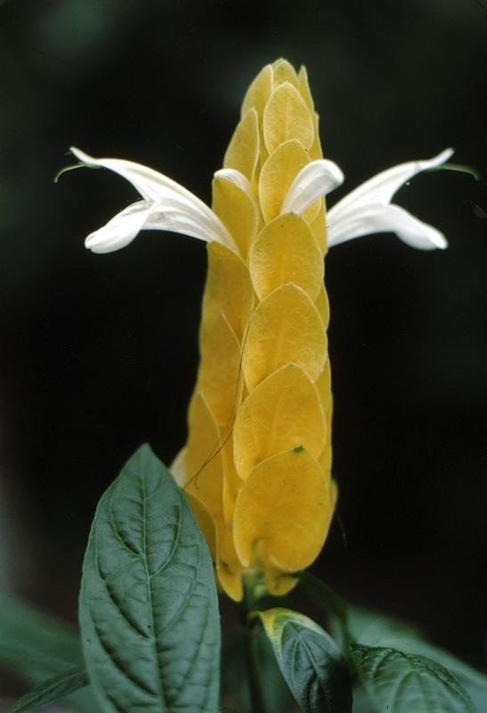 lg_2_shrimp_plant Shrimp Plant