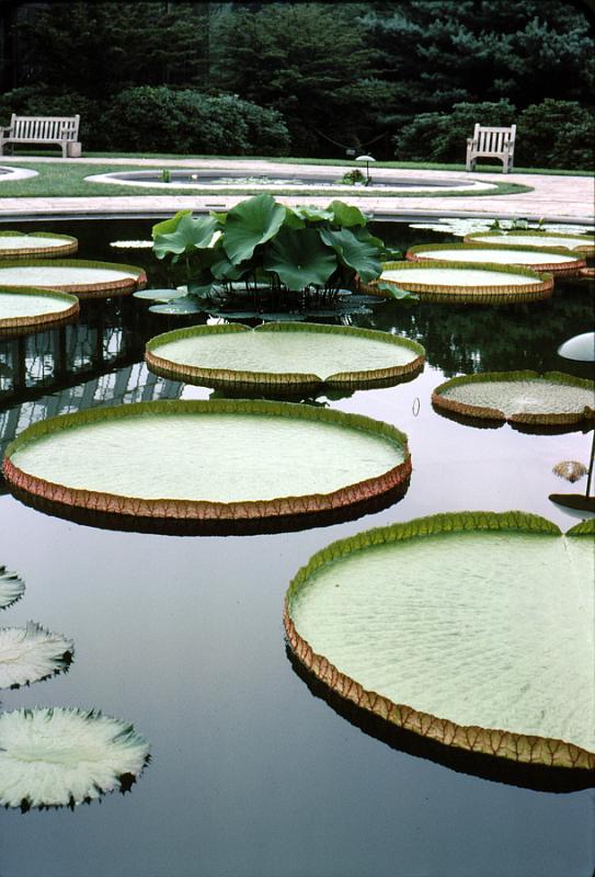 lg_32_giant_water_lilies Victoria Waterlily