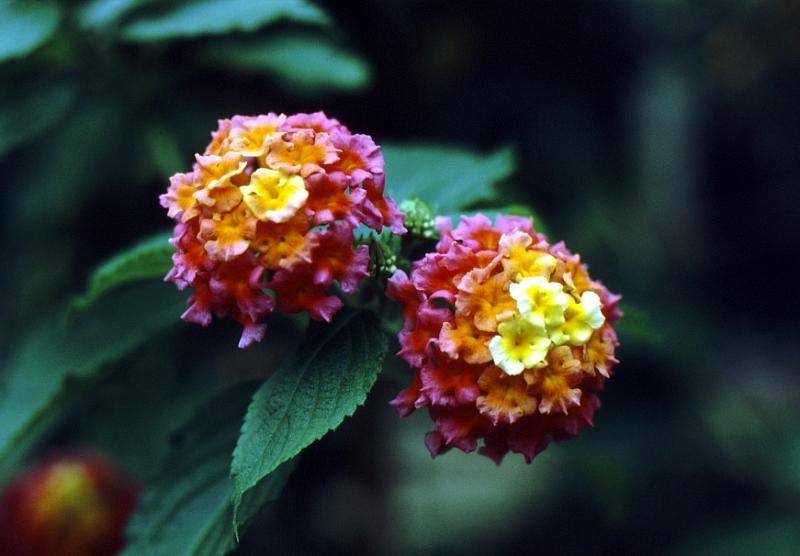 lg_7_lantana Lantana
