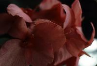 lg_10 Canna