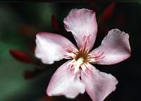 lg_12 Mallow