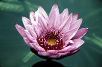 lg_13 Waterlily