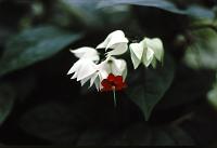 lg_14 Clerodendrum thomsoniae; Bleeding-heart Glorybower