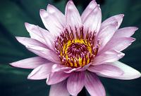 lg_15 Waterlily