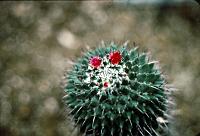 lg_17 Cacti
