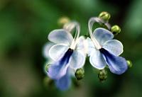 lg_18 Clerodendrum ugandense