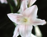 lg_19 Crinum