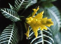 lg_20 Zebra Plant