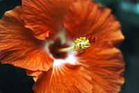 lg_21_hibiscus Hibiscus