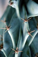 lg_23_cactus Cacti