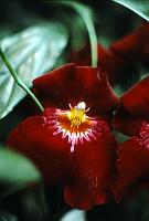 lg_28 Orchid