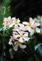 lg_3 Phlox