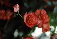 lg_5 Begonia