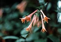lg_6 Fuchsia