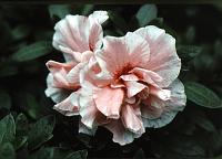 lg_8 Hibiscus