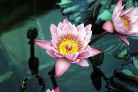 lg_9 Waterlily
