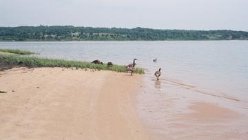 mnmshw-geese This family of geese was our only companion on this Mnemshaw Grat Pond beach.