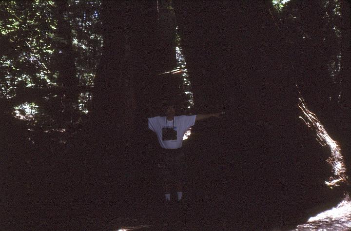 04-Dan_inside_tree I'm inside a crack in a redwood.